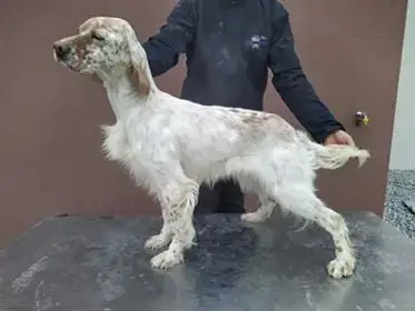 Setter Anglais  Chiot 6 Des Bruyères Murettes photo 3