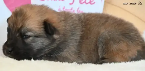 Eurasier  Chiot 6 Des Legendes De Retz photo 2