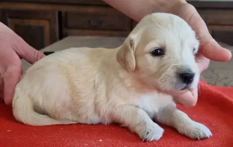 Golden Retriever  Chiot N°5 Des Hirondelles Du Voyage 0bd65 photo 2