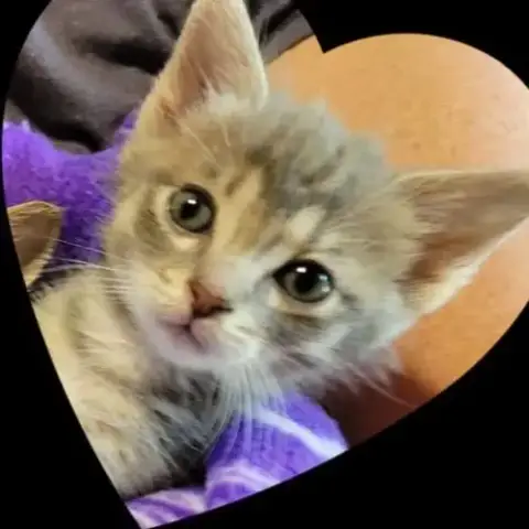 Chat Pouppy À La Réservation