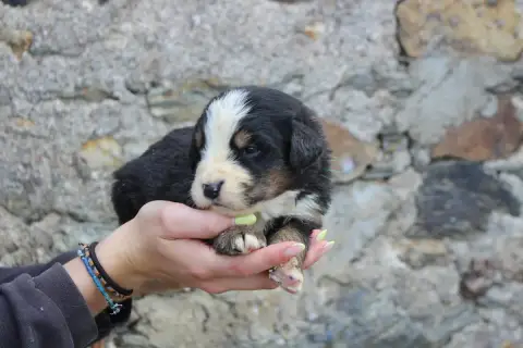 Bouvier Bernois  Chiot 3 De La Vallée De L'Hyrome