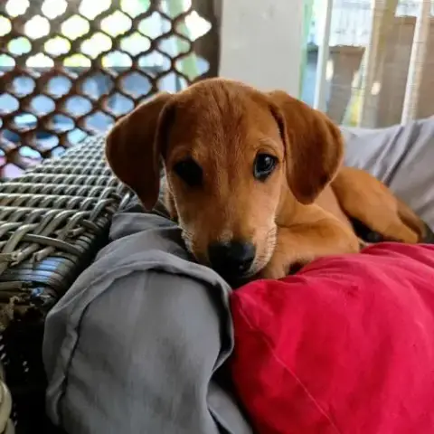 Loki