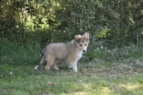 Shetland Sheepdog  Chiot N°4 De La Terre De Neaure
