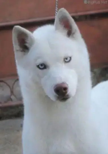 Siberian Husky  Chiot 3 Zorsky photo 3