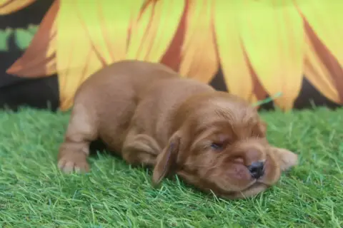 Cocker Spaniel Anglais