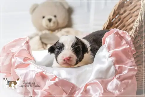 Berger Australien  Chiot N°5 Des Légendes De Maika