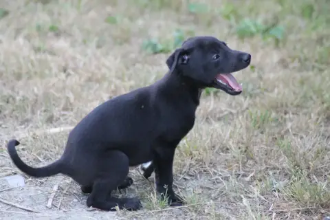 Whippet
