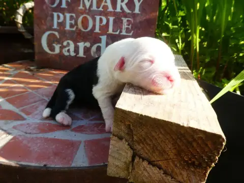 Bobtail  Chiot 4 Of Mary People