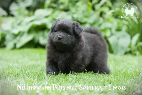 Chien Finnois De Laponie  Brisingr Saphira Norhowynn 24865 photo 3