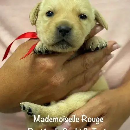 Superbes Chiots Labrador Sables Lof