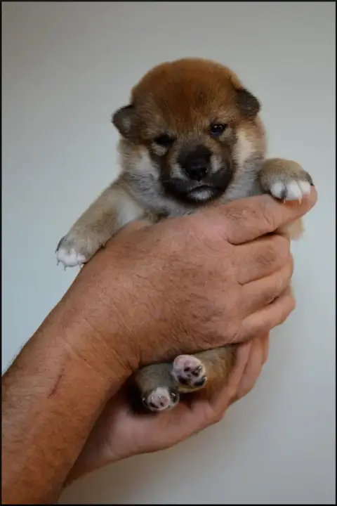 Shiba  Chiot N°2 De L'Empire Des Samouraïs