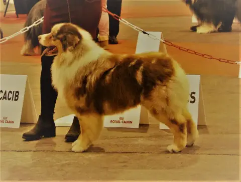Berger Australien  Bao Red Aussie'Rise photo 3