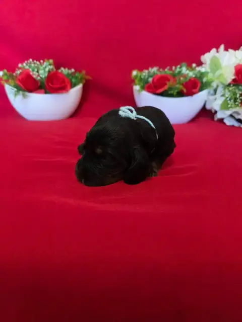 Cocker Spaniel Anglais  B........... Du Domaine De St 4c683 photo 2