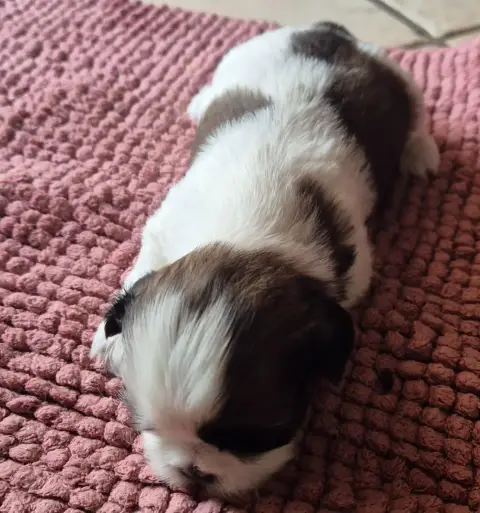 Shih Tzu  Babylone Di A Stella Turchina photo 3