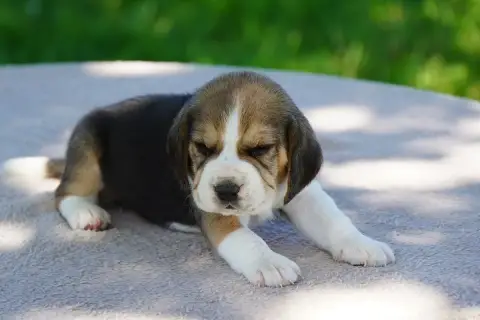 Beagle  Chiot N°6 Forgiveness American Dog photo 3