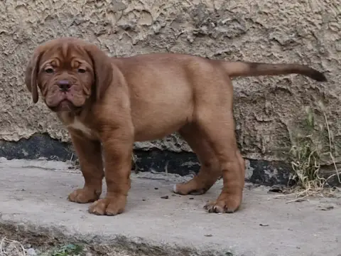 Dogue De Bordeaux  Babylone Des Gargans D'Or