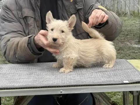 Scottish Terrier  Attila Gabéric'S photo 2