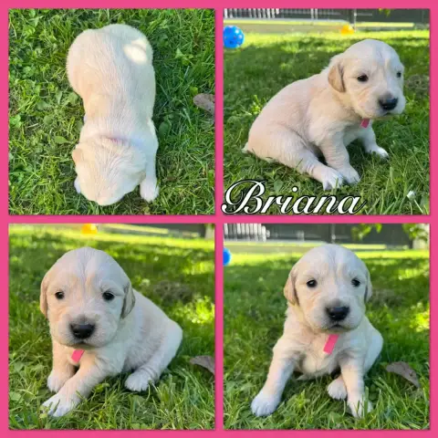 Golden Retriever  Briana Du Domaine Des Belles Aubois 8ad6c