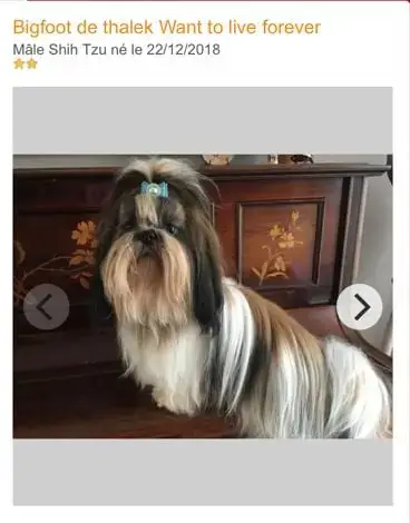 Shih Tzu  Chiot 1 Du Domaine Des Plaines D'Argent photo 2