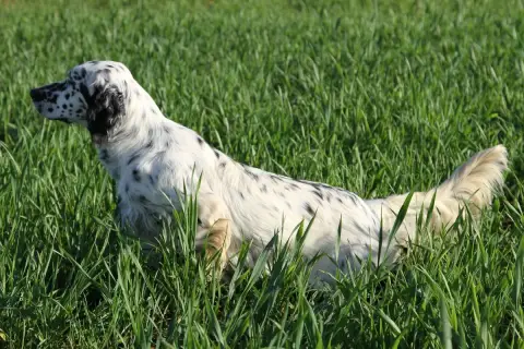 Setter Anglais  Chiot N°2 De La Foret Des Reves Bleus fa2c1 photo 3