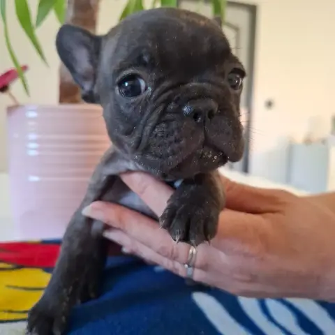 Bouledogue Français  B Du Monde De Cali photo 3
