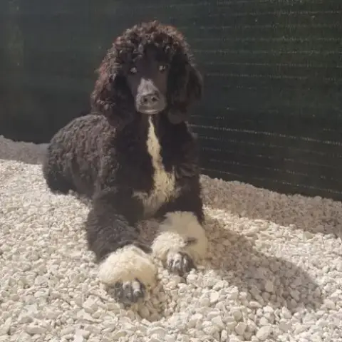 Femelle Caniche Royale Bicolore