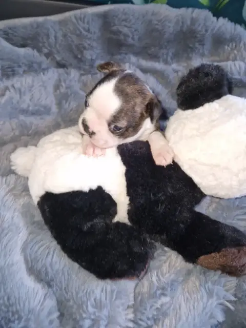 Boston Terrier  Boudechou La Patouille Des Forges photo 2