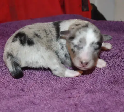 Shetland Sheepdog  Male Bleumerle De La Combe Berail 7d2c3