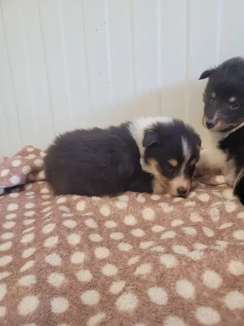 Shetland Sheepdog  Chiot N°2 Des Terres De Bourguenai 4be9b photo 2