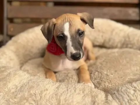 Whippet  Boris Du Cèdre Enchanté