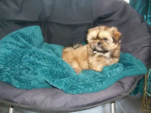 Shih Tzu  Benitia Du Manoir Des Dieux Du Ciel photo 3