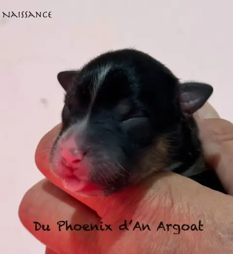 Berger Australien  Chiot 1 Du Phoenix D'An Argoat