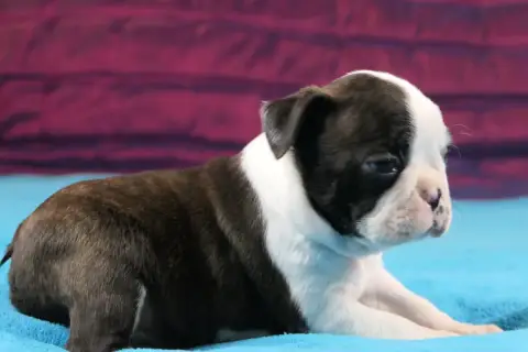 Boston Terrier  Chiot 5 photo 2
