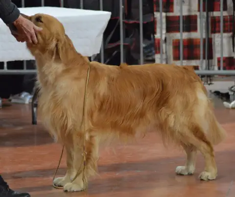 Golden Retriever  Jaune De Miss Havana photo 2