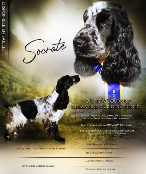 Cocker Spaniel Anglais photo 2