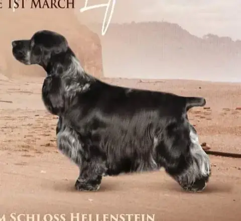 Cocker Spaniel Anglais  B............ Du Domaine D'Ha aed78 photo 3