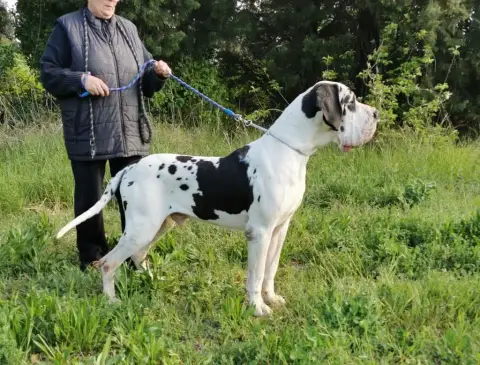 Dogue Allemand  Chiot De L'Empire Du Mont Sombet photo 2