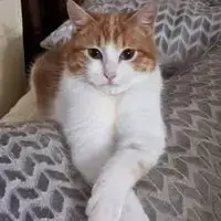 Chat Nougat