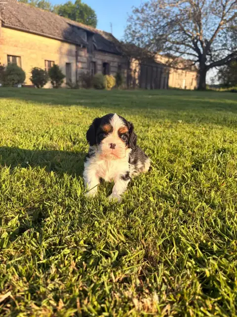 Cavalier King Charles Spaniel  Chiot N°2 Du Domaine D 56663