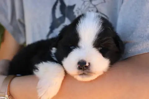 Berger Américain Miniature  Chiot N°1 Of Little Blue  c3aac