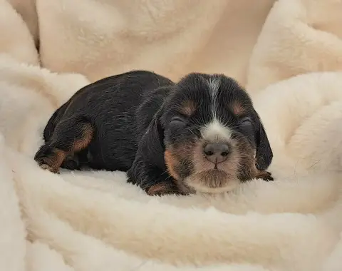 Cocker Spaniel Anglais  Bonbon