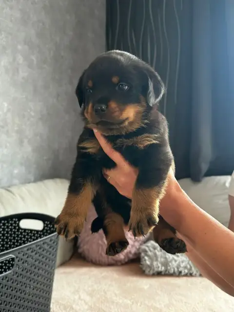 Rottweiler  Bleu Du Valhalla Des Anges Noirs photo 3