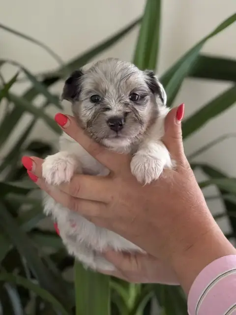 Shetland Sheepdog  Chiot N°2