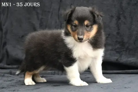 Shetland Sheepdog  Mn1 - photo 3
