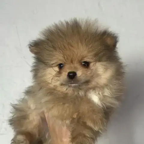 Spitz Mâles Disponibles De Suite