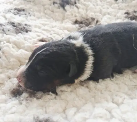 Berger Australien  Chiot 5 Des Regards Brulants