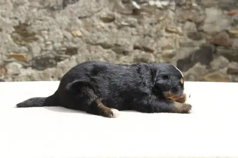 Bouvier Bernois  Chiot 2 De La Vallée De L'Hyrome photo 3