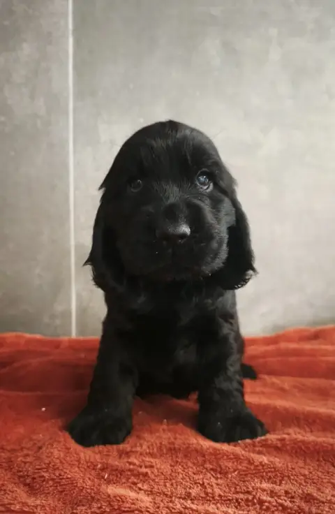 Cocker Spaniel Anglais 
                        Bree  771fc