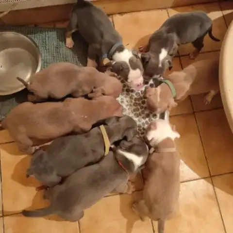 Old English Bulldog À Adopter