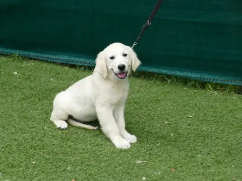 Golden Retriever photo 2